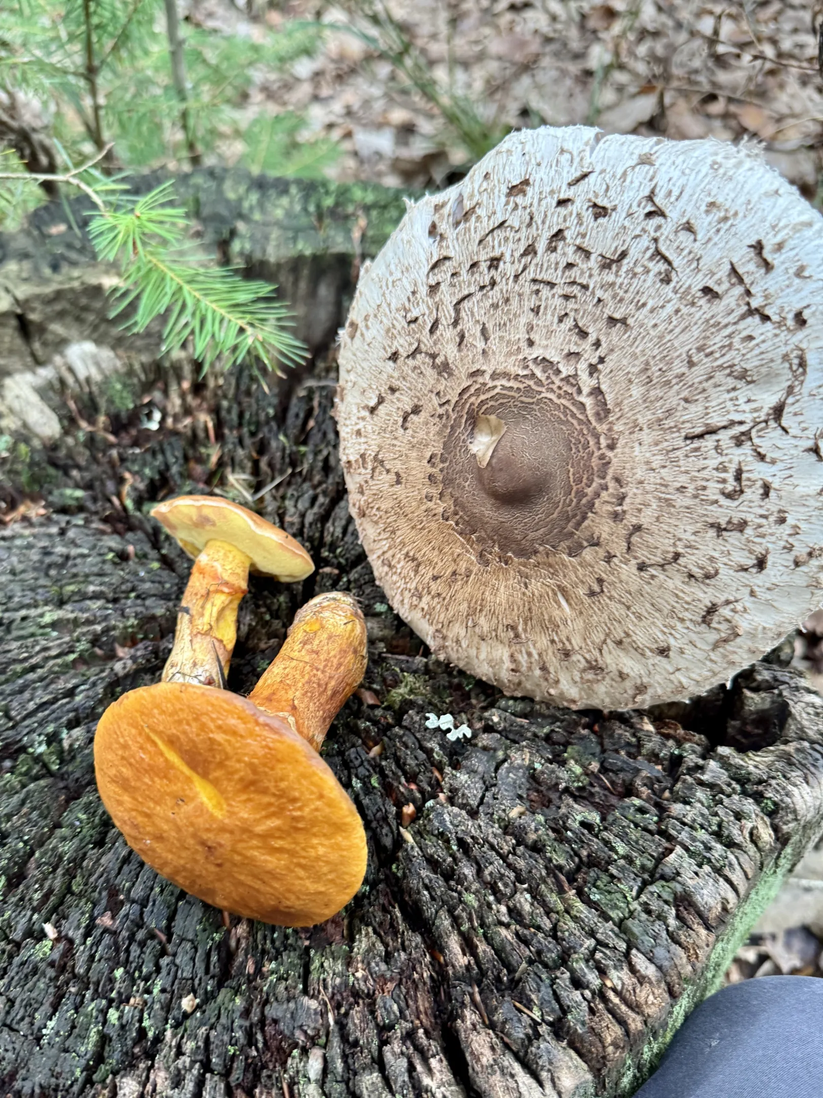 Ich höre zu – ein Jahr im Schweigen