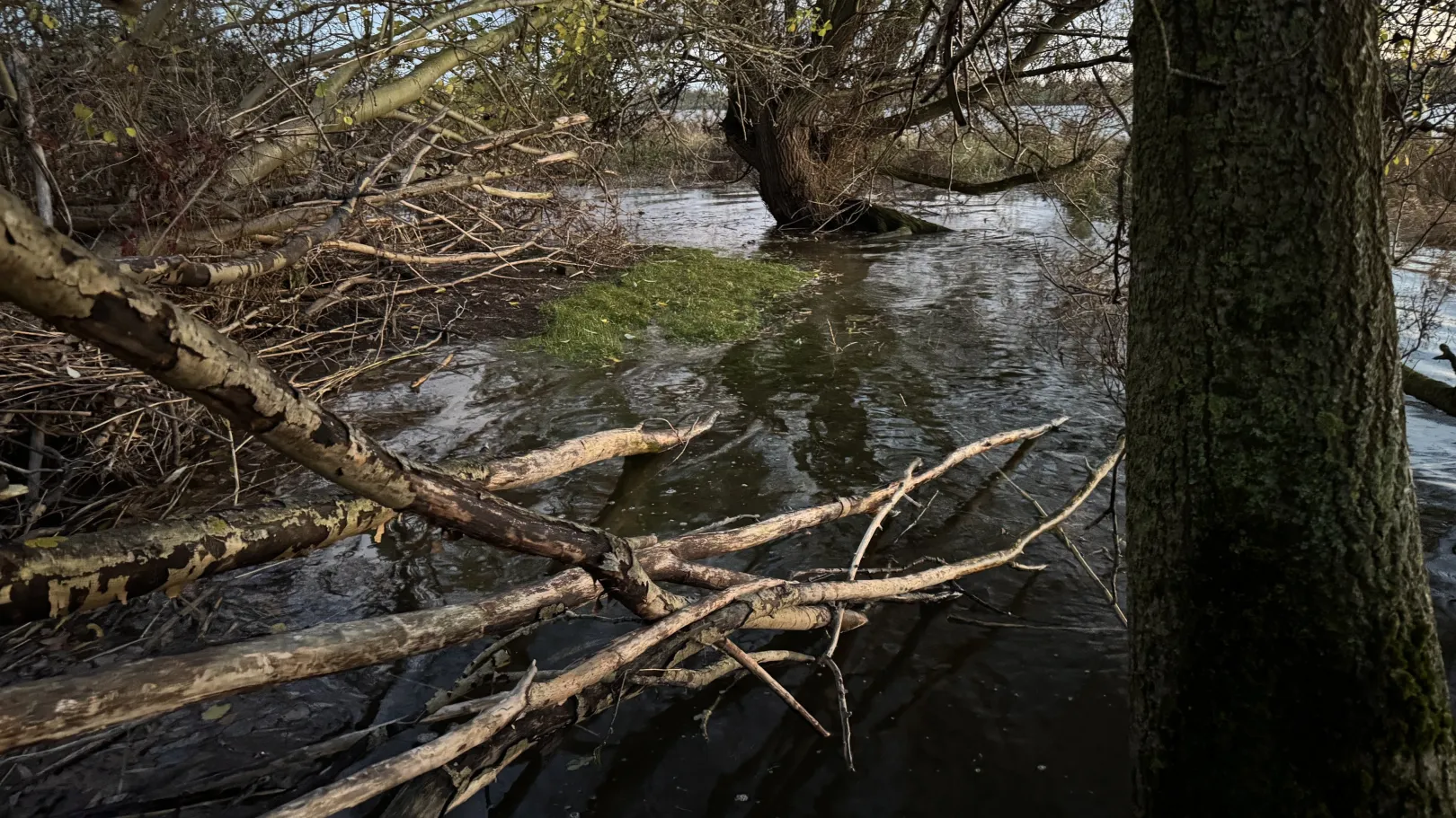 Ich höre zu – ein Jahr im Schweigen