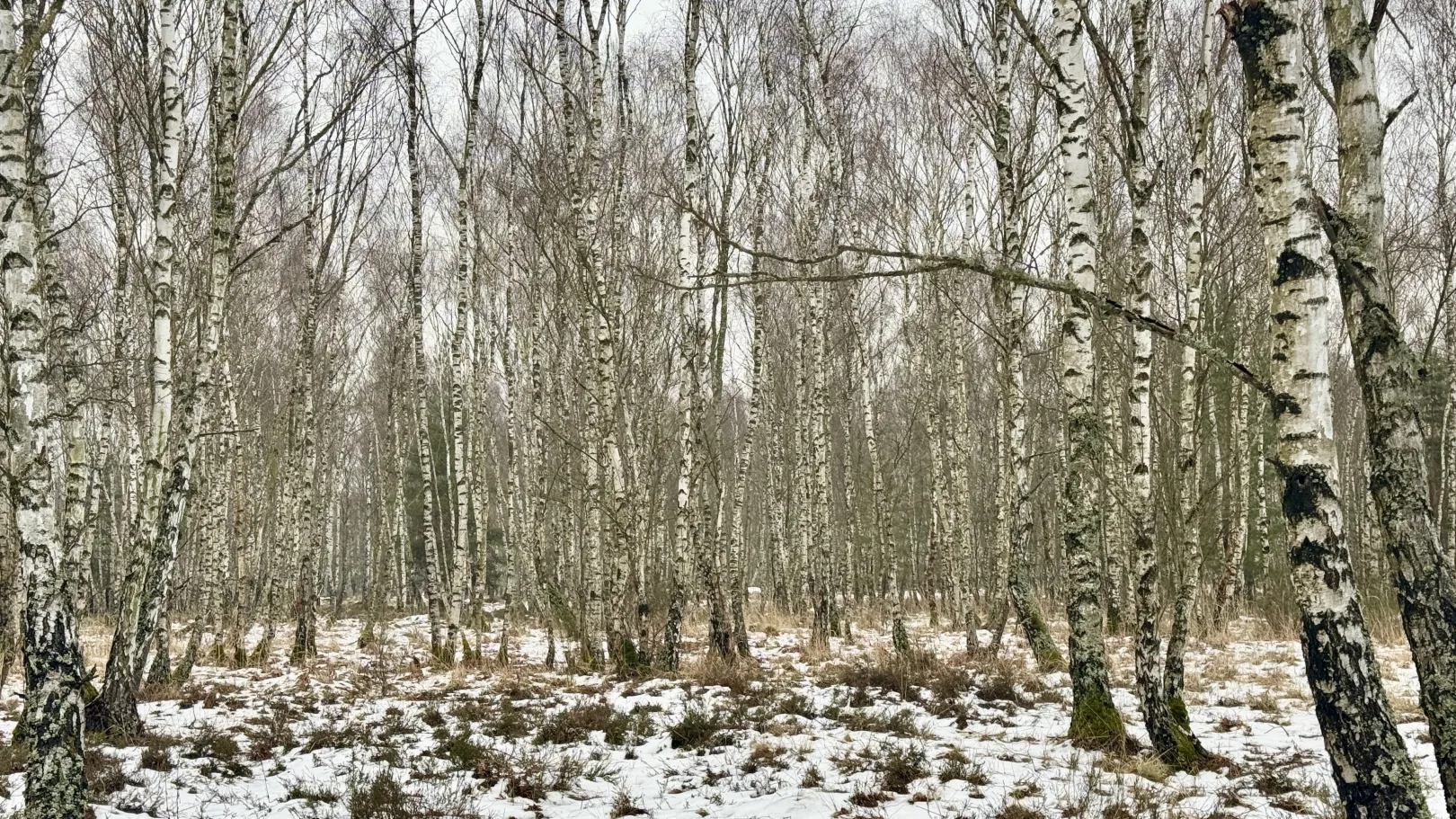 Ich höre zu – ein Jahr im Schweigen