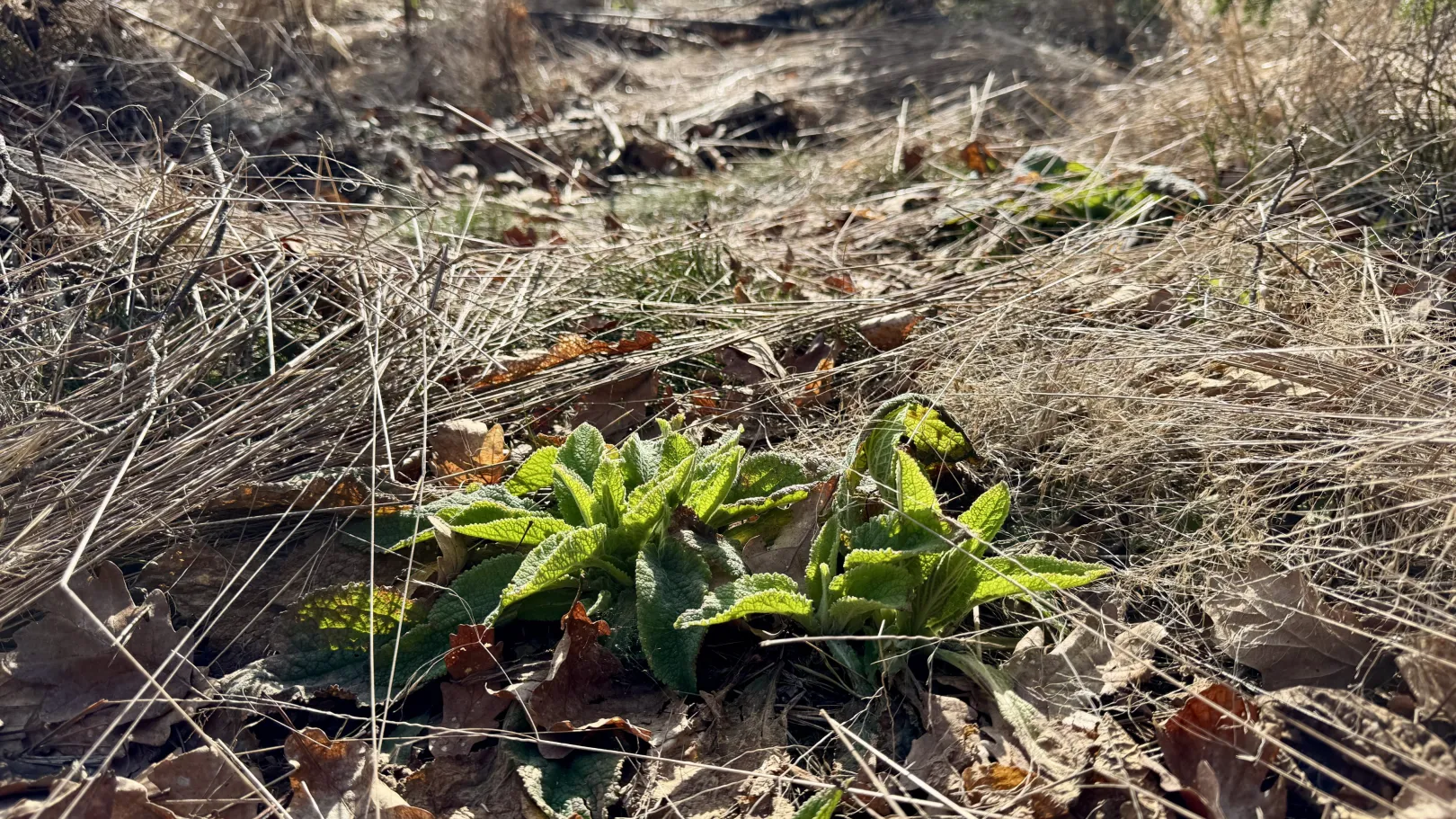 Ich höre zu – ein Jahr im Schweigen