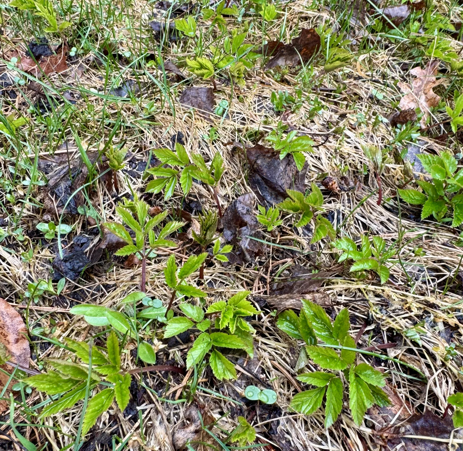 Girsch Ich höre zu – ein Jahr im Schweigen